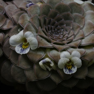 Viola atropurpurea